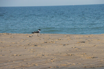Fototapeta na wymiar A lone bird on a beach