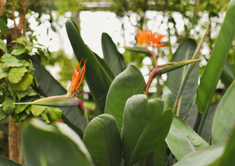 beautiful fresh Strelitzia flowers with large green leaves