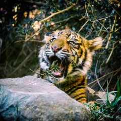 A playful tiger cub
