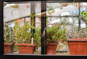 fresh green houseplants in pots behind glass