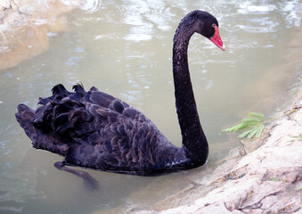 Black swan in anticipation of an impending storm