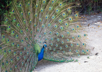 Wide-tailed peacock in the park