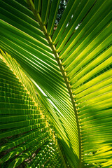 Hoja tropical de palmera 