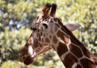 Giraffe in nature on the background of trees