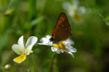 Fototapeta na wymiar The scarce copper (Lycaena virgaureae) in closeup is a butterfly of the family Lycaenidae (copper or gossamer-winged butterflies). Springtime. Wild animal. Poland