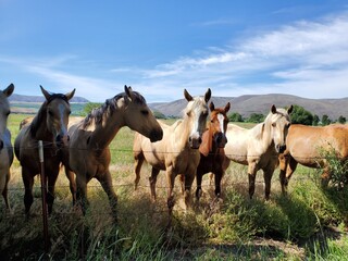 Fototapeta na wymiar A group of friendly horses in the pasture on a sunny day 