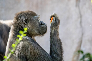 Gorilla eating vegetable © Loc