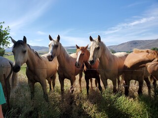 Fototapeta na wymiar A group of friendly horses in the pasture on a sunny day 