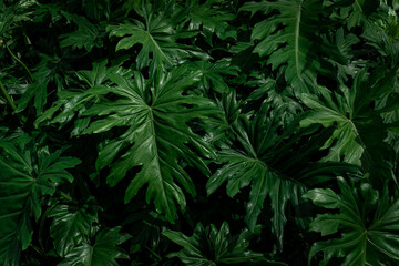 texture of split leaf philodendron leaves