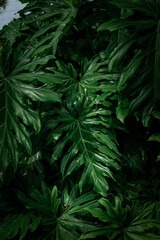 texture of split leaf philodendron leaves