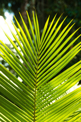 Hoja tropical de palmera verde