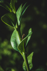 Close up of a leaf. The concept of nature and vegetation. The beauty of nature and the surrounding plant space.