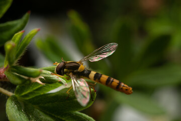 A wasp-like fly. A fly with yellow and black stripes on the abdomen. Insect life in the wild.