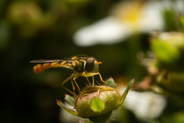 A wasp-like fly. A fly with yellow and black stripes on the abdomen. Insect life in the wild.