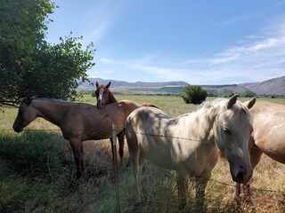 Fototapeta premium A group of friendly horses in the pasture on a sunny day 