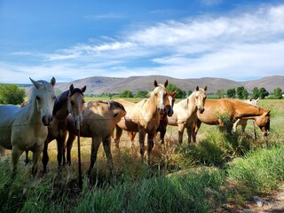 Obraz premium A group of friendly horses in the pasture on a sunny day 