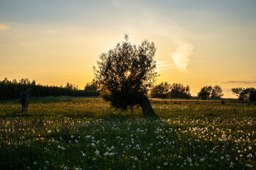 A big willow tree in a meadow full of dandelion flowers at sundown in the Netherlands
