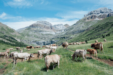 cows grazing in the mountain meadows in the Pyrenees, Spain