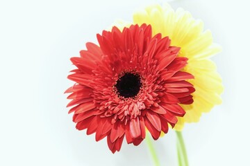 Red and yellow gerbera flowers isolated on white background, macro photography