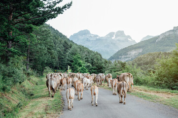 Obraz premium cows walk on the road during migration, transhumance of in the Pyrenees, Spain