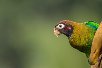 Brown-hooded Parrot (pyrilia haematotis) eating plantain in the tropical rain forest of Costa Rica
