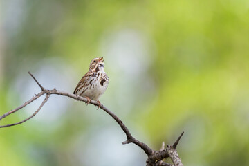 Song Sparrow (Melospiza Melodia) perched singing on a branch with a bokeh background in spring