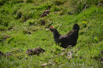 black raven on the grass