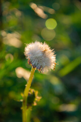 Bloated coltsfoot. Close-up at sunset with blur background in backlight