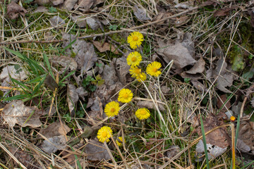 Beautiful yellow coltsfoot flowers growing between dry grass and leaves, Tussilago farfara