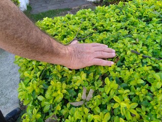 hand picking a plant