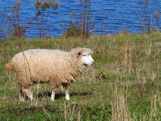 A sheep grazing through a pasture