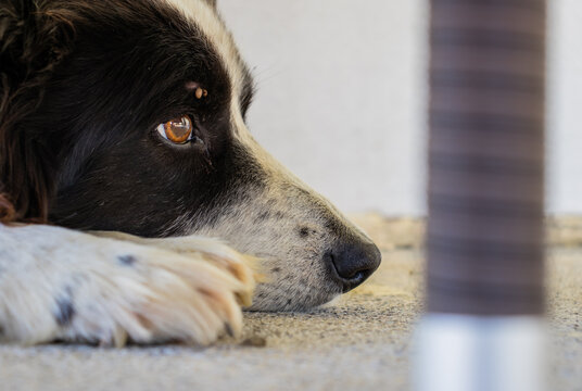 Unhappy dog border collie having two ticks just above his eye, that caught them on the walk in the nature few hours before.