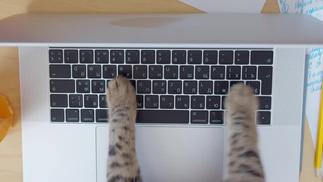 Funny and silly playful video of cat paws typing and pressing buttons on laptop keyboard. Cute and fluffy cat paws, Concept joke or freelance work in office, pet life and routine workplace