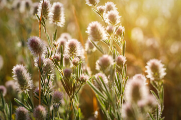 Clover Trifolium arvense in the sunset. Bokeh, blur. Clover flowers are used in folk medicine