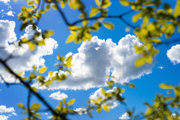 Tree leaves against white clouds on the Blue Sky.