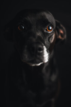 Black dog with white snout in a dark studio light posing to a portrait