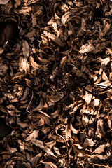 Defocused brown and dry eucalyptus leaves pattern background