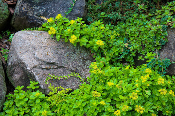 Creeping sedum with clusters of tiny yellow star-shaped flowers grows between lichen-covered rocks on a hillside.