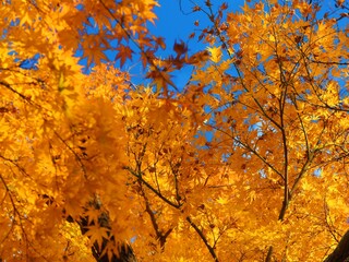 red yellow autumn maple leaves