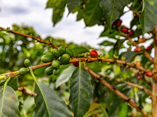 Coffee plant in Colombia, South America