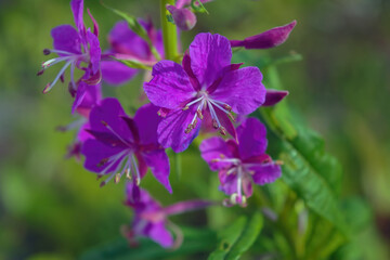 Fototapeta premium Bright purple fireweed flower on a blurred natural background close-up.