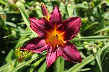 Purple daylily flowers in a garden