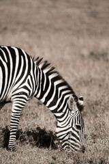 Fototapeta na wymiar Zebra eating grass in the Maasai Mara, Kenya