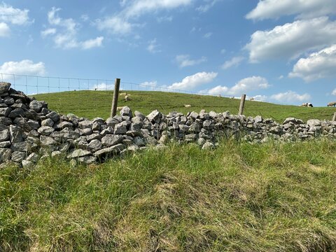 Long grass next to a dry stone wall, with sheep and cows, in the adjoining field near, Skipton, Yorkshire, UK