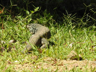 Naklejka premium foto