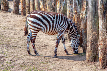 Fototapeta na wymiar Crawshay's zebra is native of Zambia. Cute African Striped Animal .Detour for animals with log fence