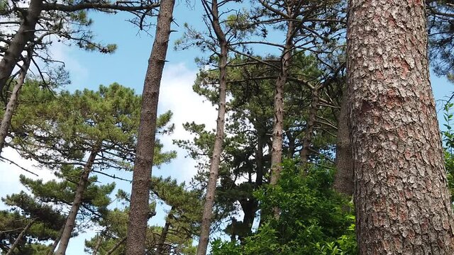 SLOW MOTION: Evergreen coniferous pine forest. Pinewood with Italian pine Pinus sylvestris trees growing in Mount Perone of Elba island in Italy.