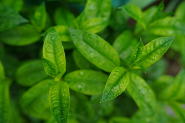 Texture of green leaves with raindrops. Close up of foliage with drops. Concept of nature background.