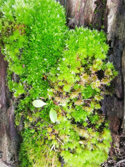moss on the tree