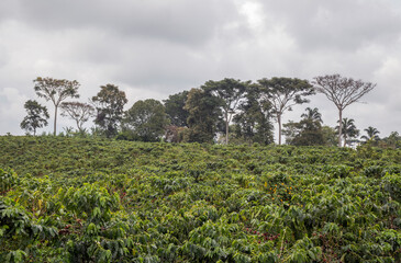 Coffee plantation in Colombia, South America